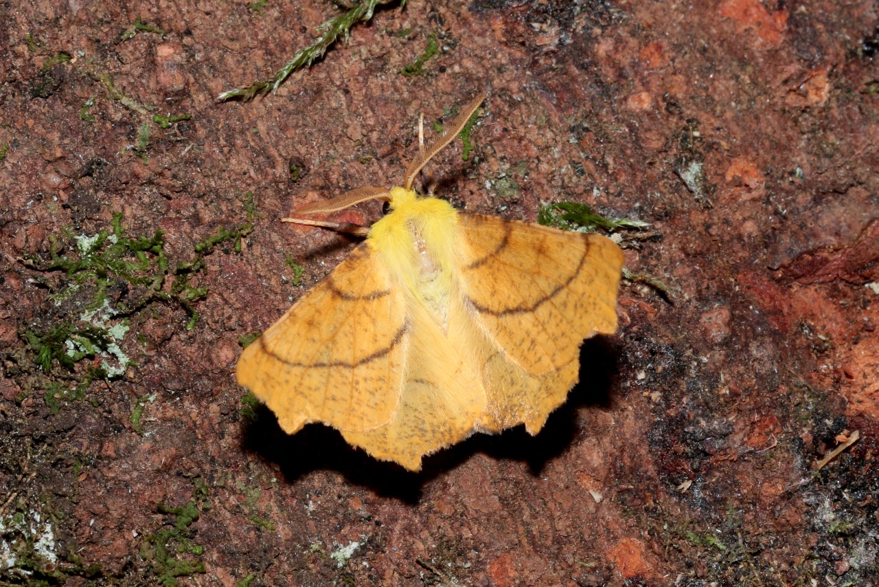 Ennomos alniaria (Linnaeus, 1758) - Ennomos du Tilleul (mâle)