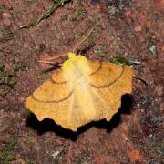 Ennomos alniaria (Linnaeus, 1758) - Ennomos du Tilleul (mâle)