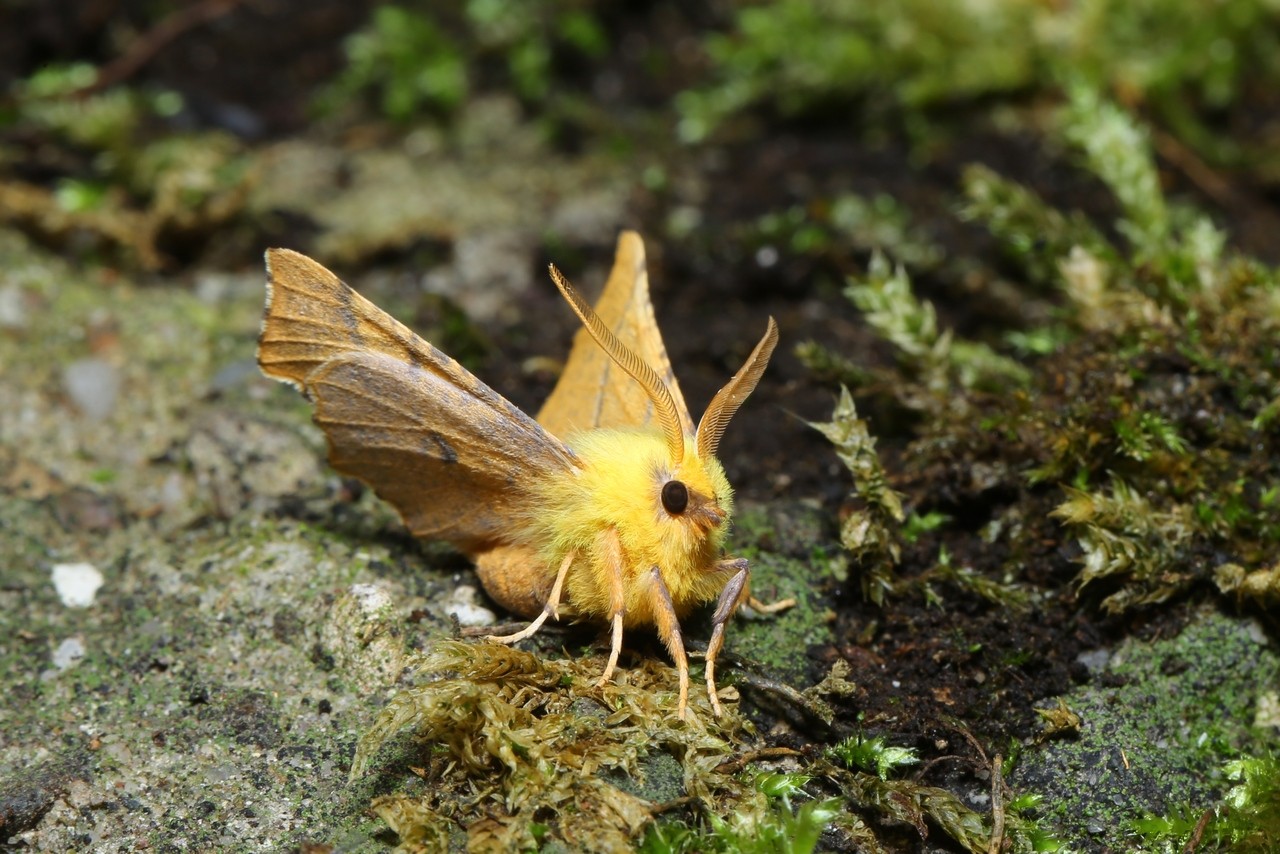 Ennomos alniaria (Linnaeus, 1758) - Ennomos du Tilleul (mâle) 