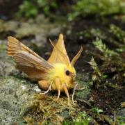 Ennomos alniaria (Linnaeus, 1758) - Ennomos du Tilleul (mâle) 