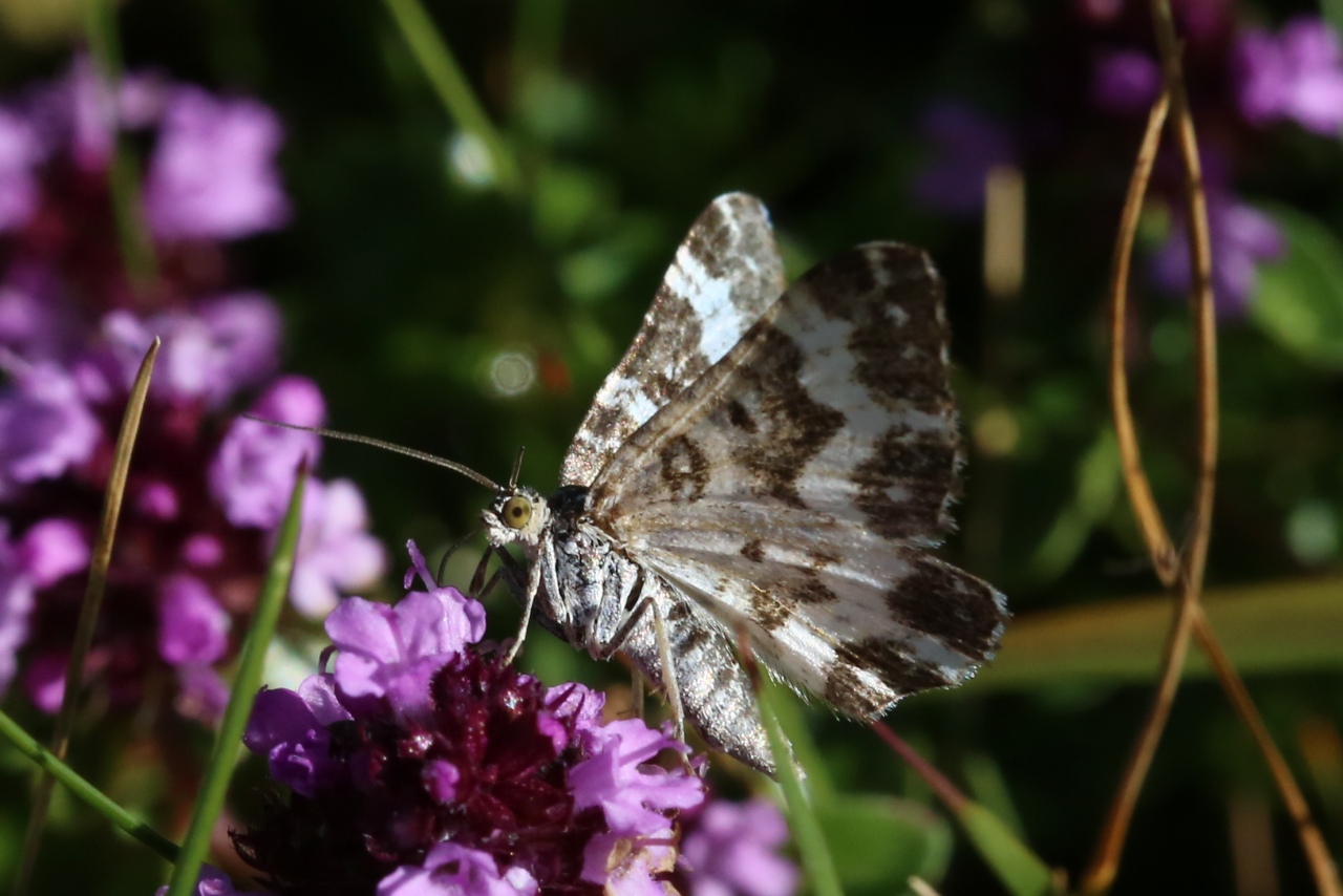 Epirrhoe tristata (Linnaeus, 1758) - Mélanippe triste