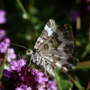 Epirrhoe tristata (Linnaeus, 1758) - Mélanippe triste