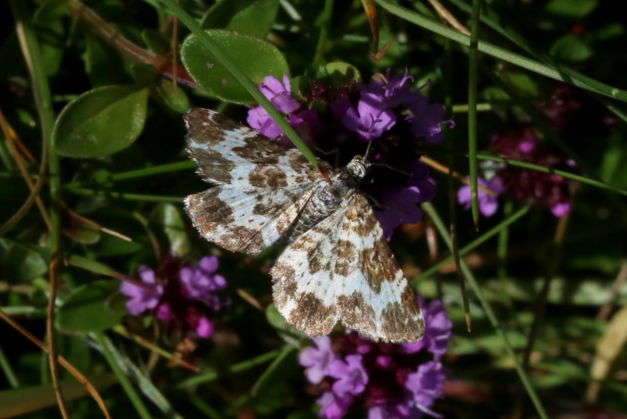 Epirrhoe tristata (Linnaeus, 1758) - Mélanippe triste