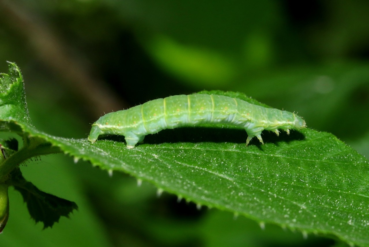 Epirrita sp (chenille)