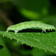 Epirrita sp (chenille)