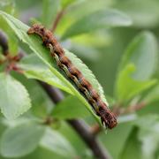 Erannis defoliaria (Clerck, 1759) - Hibernie défeuillante (chenille)