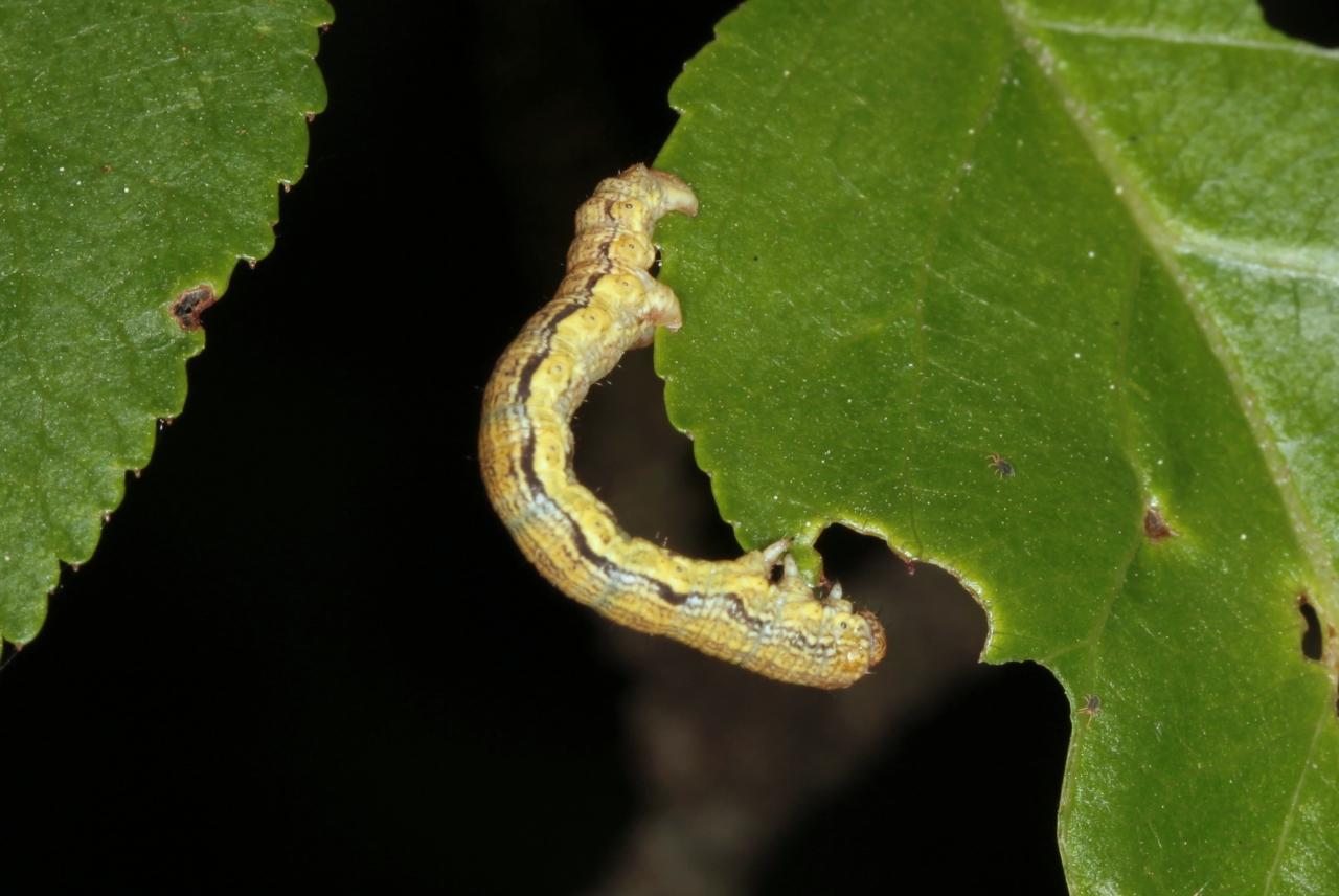 Erannis defoliaria (Clerck, 1759) - Hibernie défeuillante (chenille)