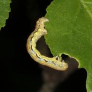 Erannis defoliaria (Clerck, 1759) - Hibernie défeuillante (chenille)