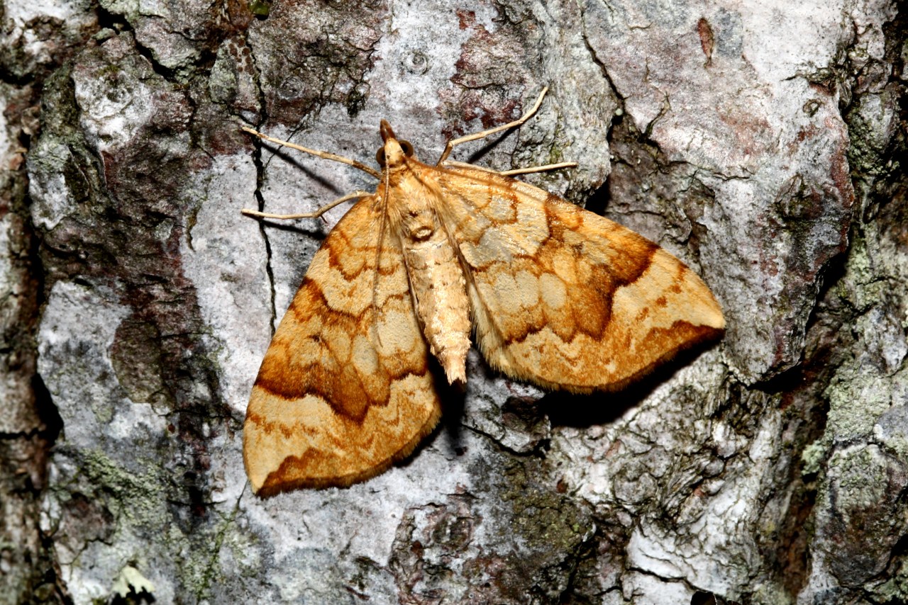 Eulithis populata (Linnaeus, 1758) - Cidarie du Peuplier 