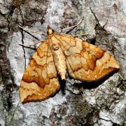 Eulithis populata (Linnaeus, 1758) - Cidarie du Peuplier 