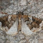 Eulithis prunata (Linnaeus, 1758) - Cidarie du Prunier