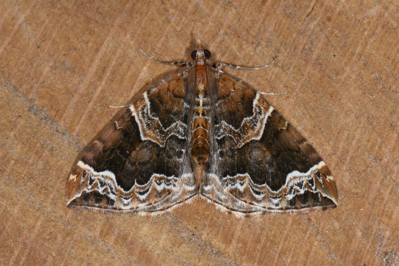 Eulithis prunata (Linnaeus, 1758) - Cidarie du Prunier