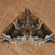 Eulithis prunata (Linnaeus, 1758) - Cidarie du Prunier