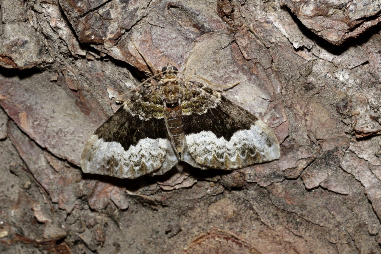 Euphyia biangulata (Haworth, 1809) - Cidarie-Pivert 