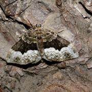 Euphyia biangulata (Haworth, 1809) - Cidarie-Pivert 