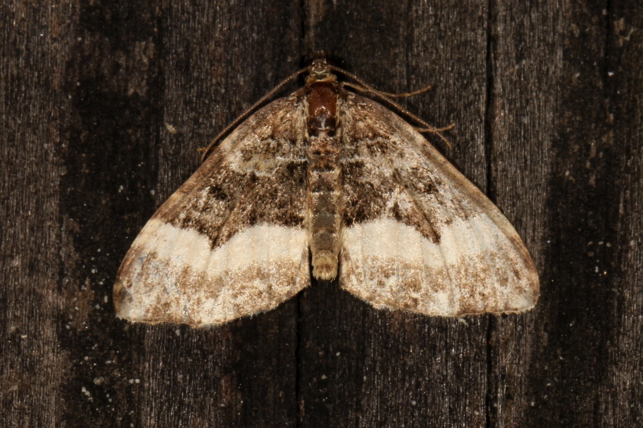 Euphyia unangulata (Haworth, 1809) - Cidarie à bec