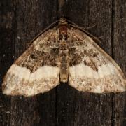 Euphyia unangulata (Haworth, 1809) - Cidarie à bec