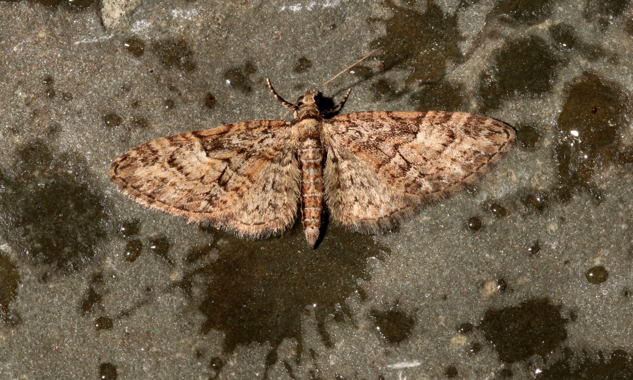 Eupithecia abbreviata Stephens, 1831 - Eupithécie printanière