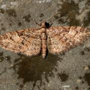 Eupithecia abbreviata Stephens, 1831 - Eupithécie printanière