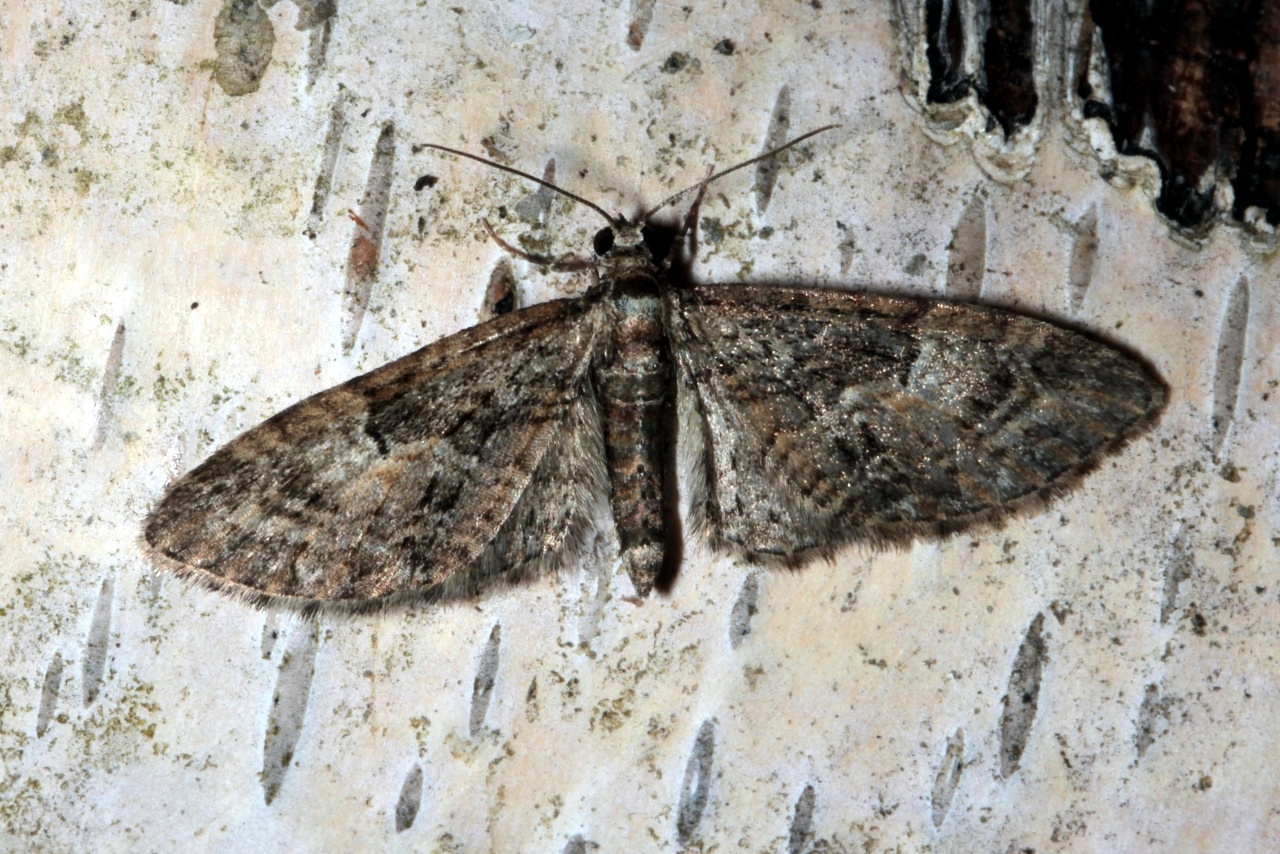 Eupithecia abbreviata Stephens, 1831 - Eupithécie printanière