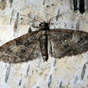 Eupithecia abbreviata Stephens, 1831 - Eupithécie printanière