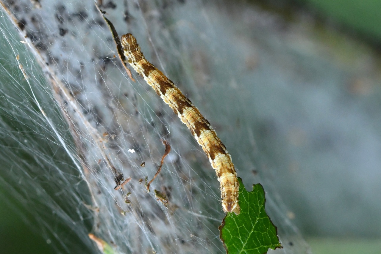 Eupithecia abbreviata / dodoneata (chenille)