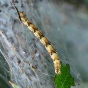 Eupithecia abbreviata / dodoneata (chenille)