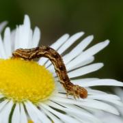 Eupithecia absinthiata (Clerck, 1759) - Eupithécie de l'absinthe (chenille)