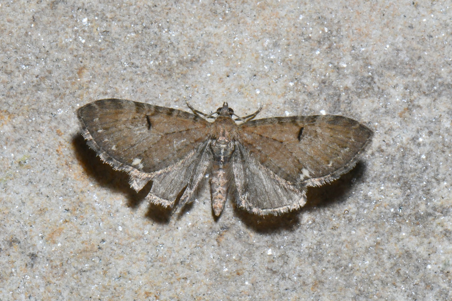 Eupithecia assimilata (Doubleday, 1856) - Eupithécie du Groseillier