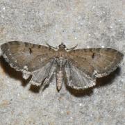 Eupithecia assimilata (Doubleday, 1856) - Eupithécie du Groseillier