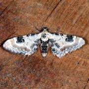 Eupithecia centaureata (Denis & Schiffermüller, 1775) - Eupithécie des Centaurées