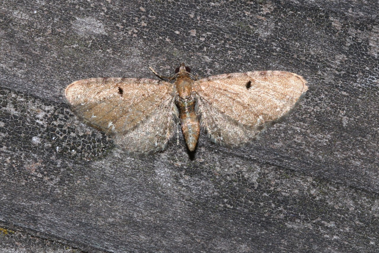 Eupithecia absinthiata-assimilata