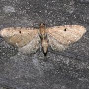 Eupithecia absinthiata-assimilata