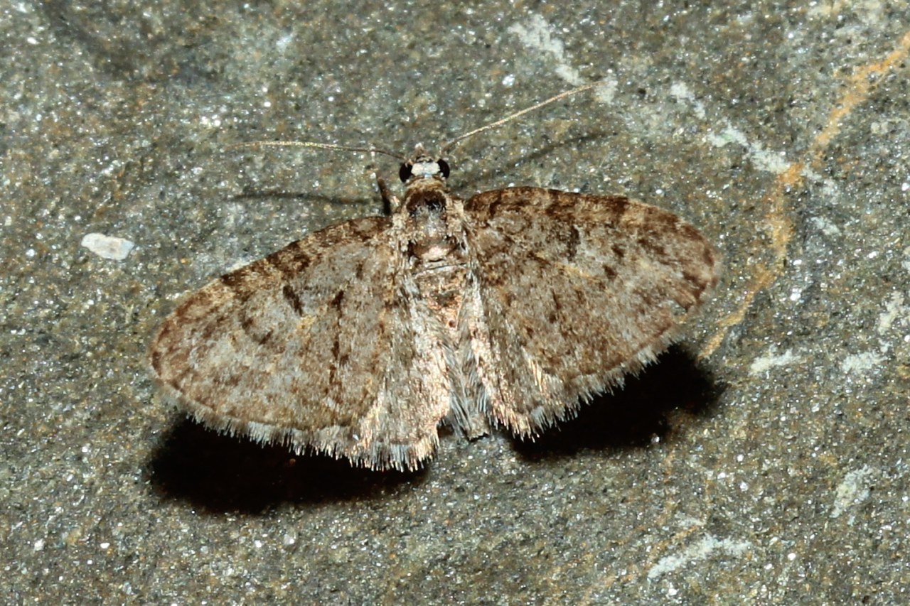 Eupithecia dodoneata Guenée, 1858 - Eupithécie sagittée