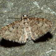 Eupithecia dodoneata Guenée, 1858 - Eupithécie sagittée