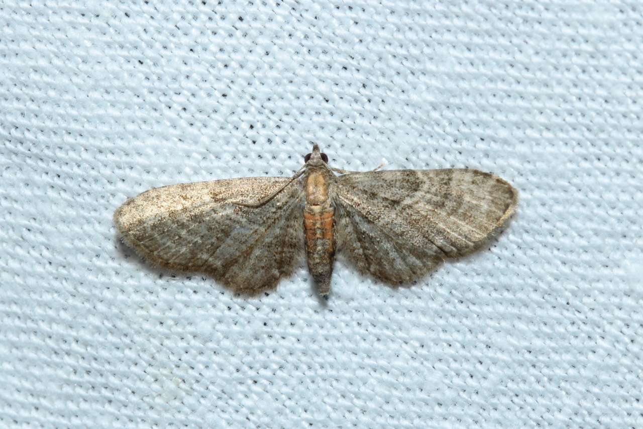 Eupithecia haworthiata Doubleday, 1856 - Eupithécie de la Clématite