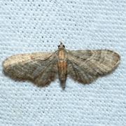 Eupithecia haworthiata Doubleday, 1856 - Eupithécie de la Clématite