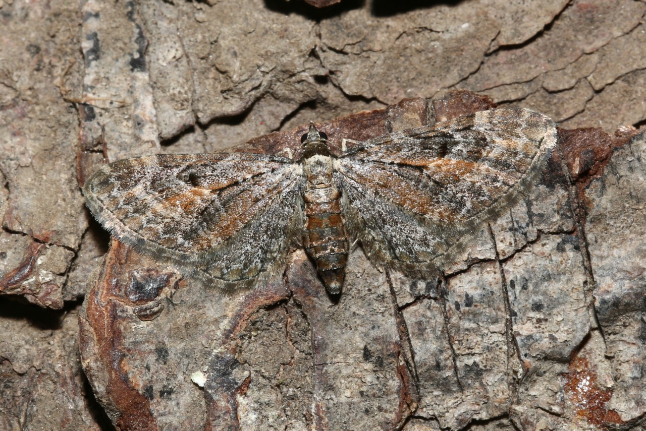 Eupithecia icterata (Villers, 1789) - Eupithécie frappée