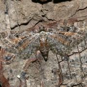 Eupithecia icterata (Villers, 1789) - Eupithécie frappée