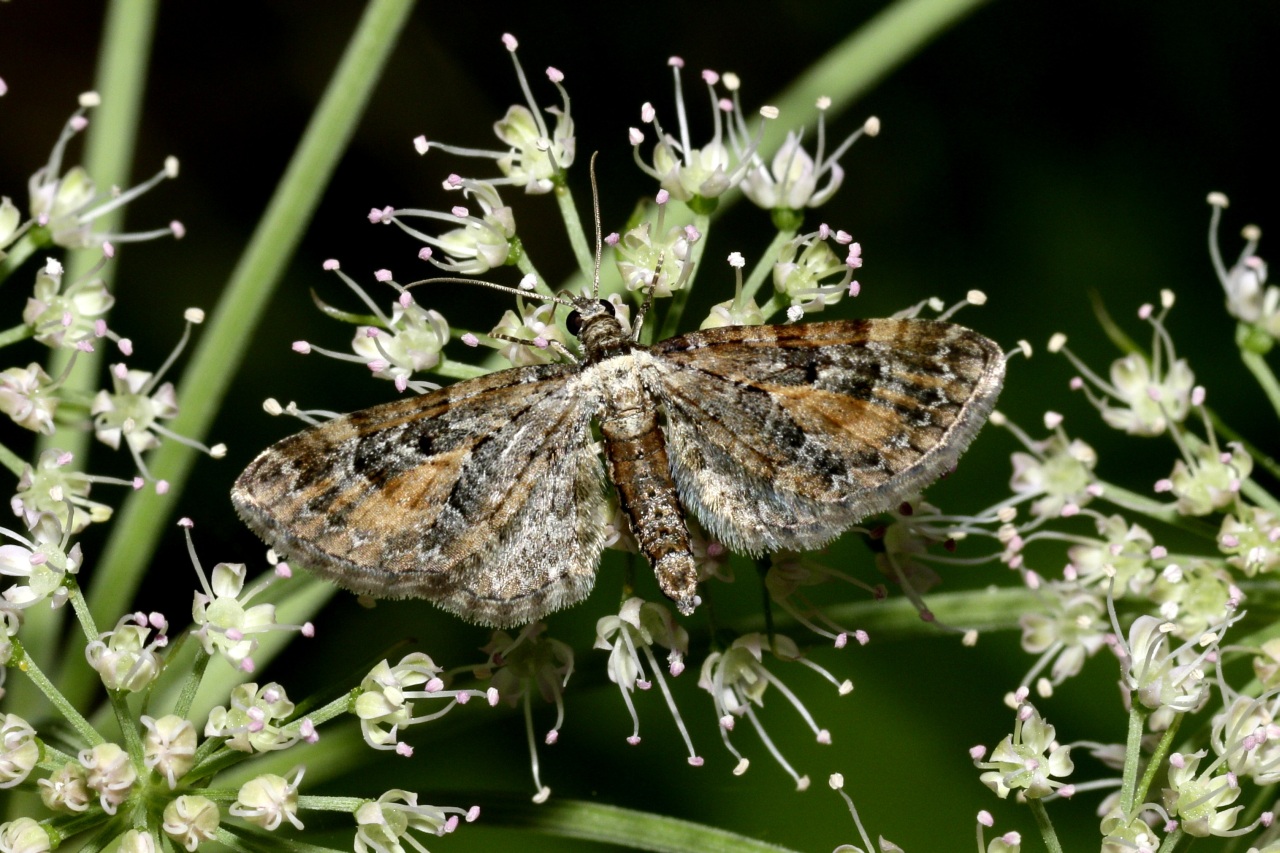 Eupithecia icterata (Villers, 1789) - Eupithécie frappée