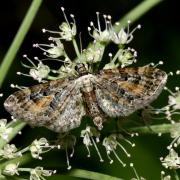 Eupithecia icterata (Villers, 1789) - Eupithécie frappée