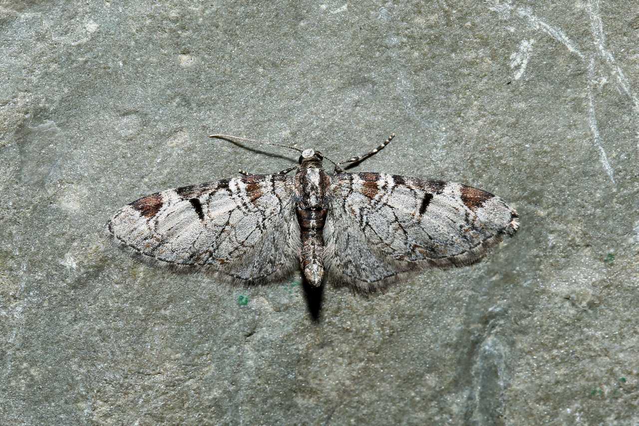 Eupithecia insigniata (Hübner, 1790) - Eupithécie distinguée
