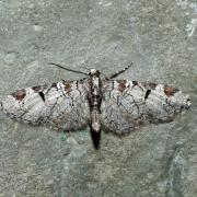 Eupithecia insigniata (Hübner, 1790) - Eupithécie distinguée