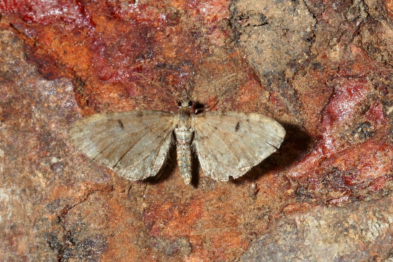 Eupithecia intricata (Zetterstedt, 1839) - Eupithécie embrouillée
