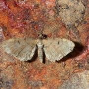Eupithecia intricata (Zetterstedt, 1839) - Eupithécie embrouillée