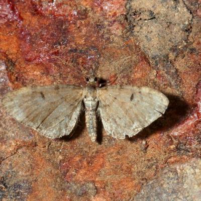 Eupithecia intricata (Zetterstedt, 1839) - Eupithécie embrouillée