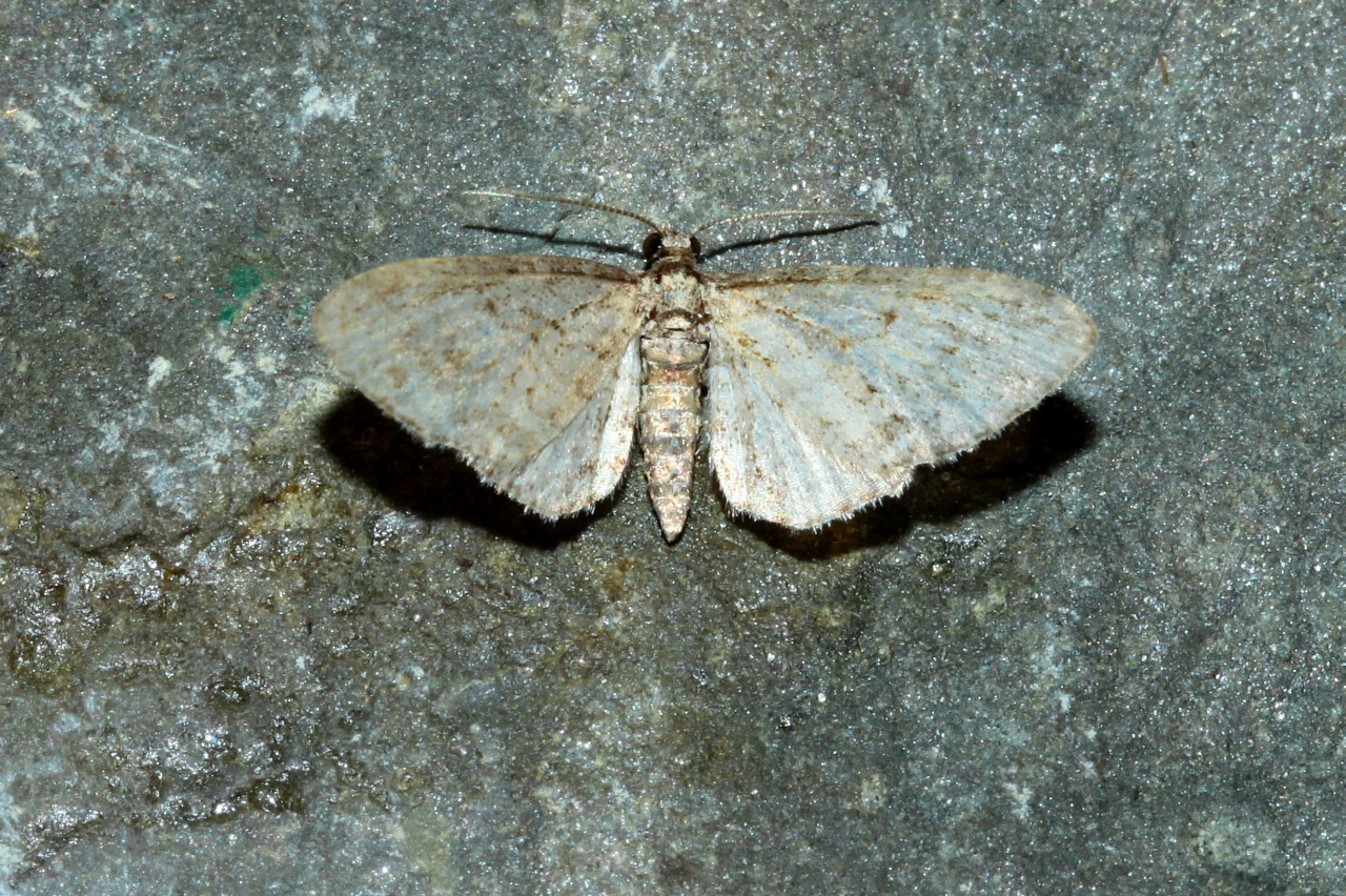 Eupithecia inturbata (Hübner, 1817) - Eupithécie de l'Erable, Eupithécie paisible