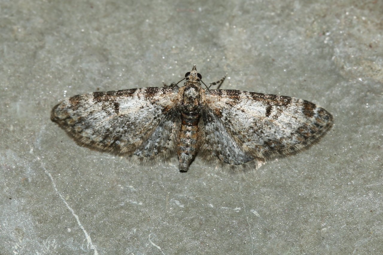 Eupithecia irriguata (Hübner, 1813) - Eupithécie arrosée 