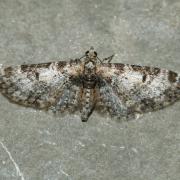 Eupithecia irriguata (Hübner, 1813) - Eupithécie arrosée 