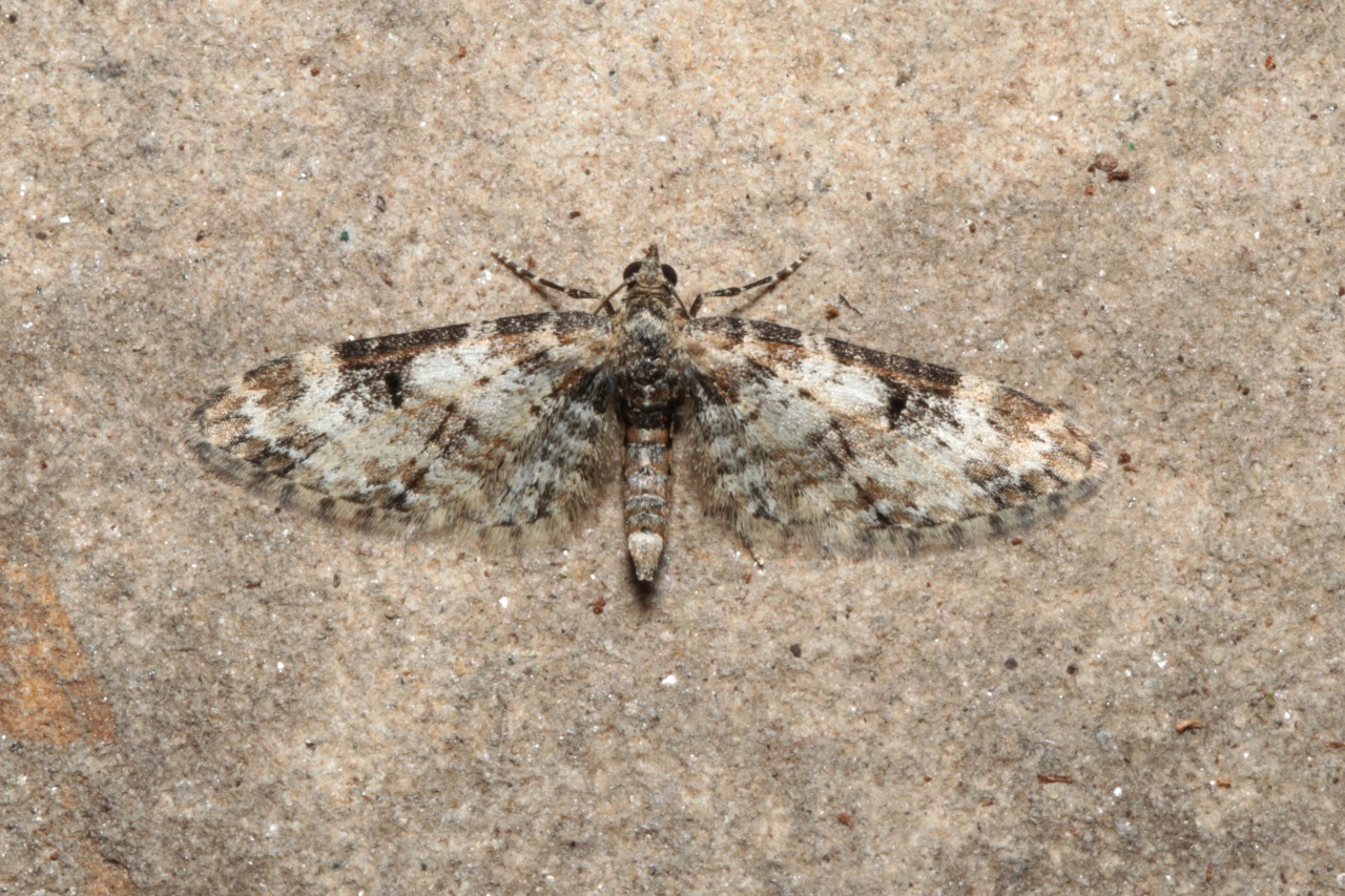 Eupithecia irriguata (Hübner, 1813) - Eupithécie arrosée 